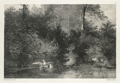 Canards Ducks. af Karl Bodmer