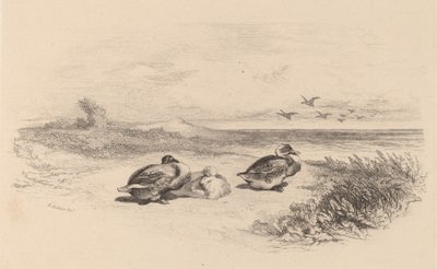 Vildænder. af Karl Bodmer
