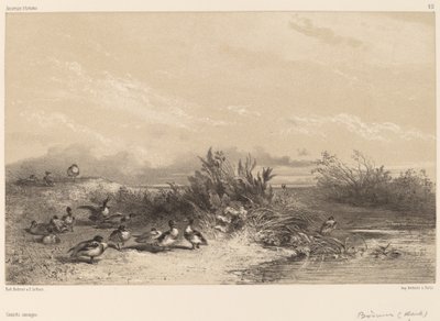 Vildænder. af Karl Bodmer