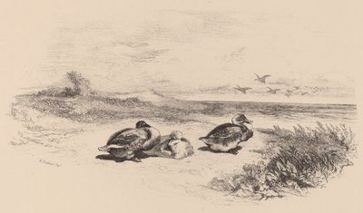 Vildænder. af Karl Bodmer