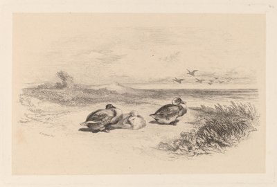 Vildænder af Karl Bodmer