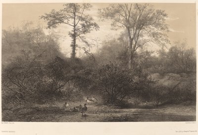 Vildænder af Karl Bodmer
