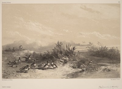 Vilde ænder af Karl Bodmer