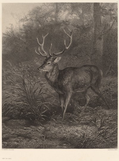 Cerf Dix-Cors. af Karl Bodmer