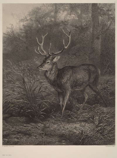 Tigrenet hjort af Karl Bodmer