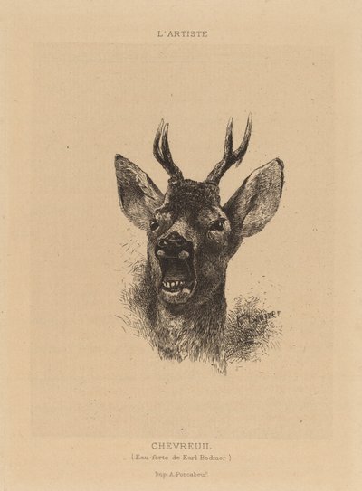 Hjort. af Karl Bodmer