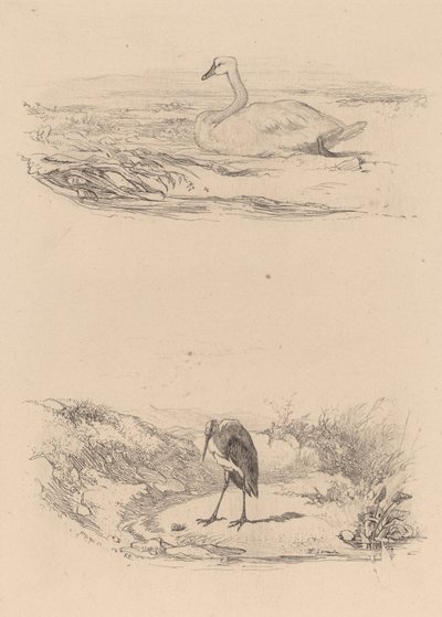 Svane, hejre. af Karl Bodmer