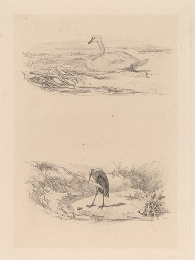 svane, hejre af Karl Bodmer