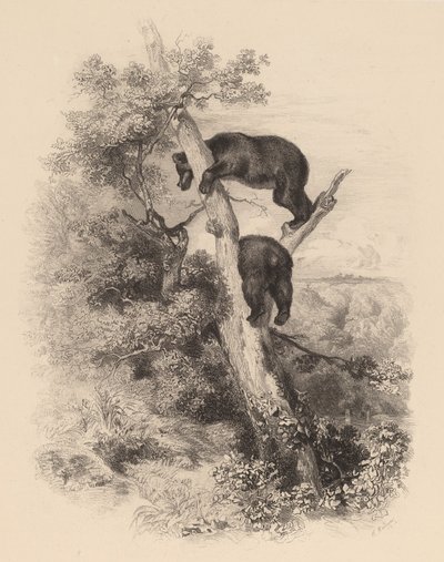 To bjørne. af Karl Bodmer