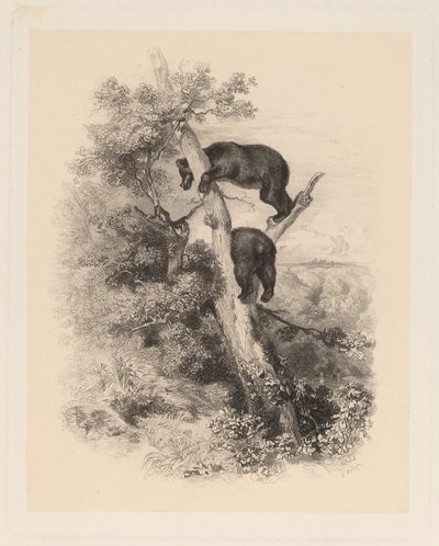To bjørne af Karl Bodmer