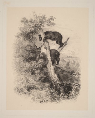 To bjørne af Karl Bodmer