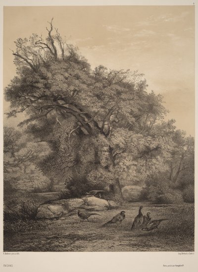 Fasaner af Karl Bodmer