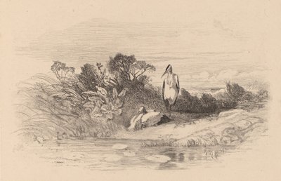 Hejrer. af Karl Bodmer