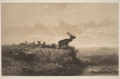 Morgenen. Hjort og hinder af Karl Bodmer