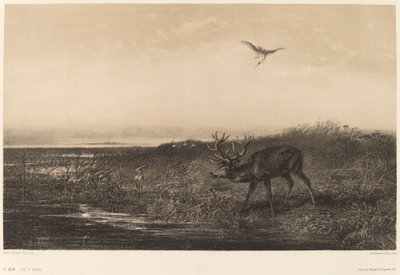 Aftenen. Hjorte og hejrer. af Karl Bodmer