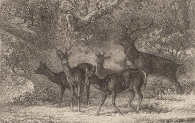 Flokken. af Karl Bodmer