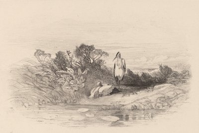 De to hejrer. af Karl Bodmer