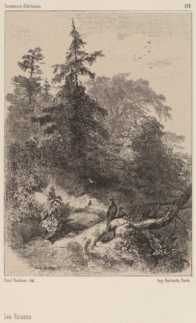 Fasaner af Karl Bodmer