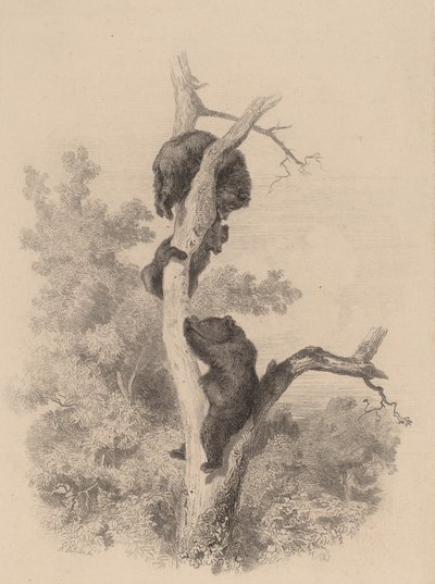 Bjørnene. af Karl Bodmer