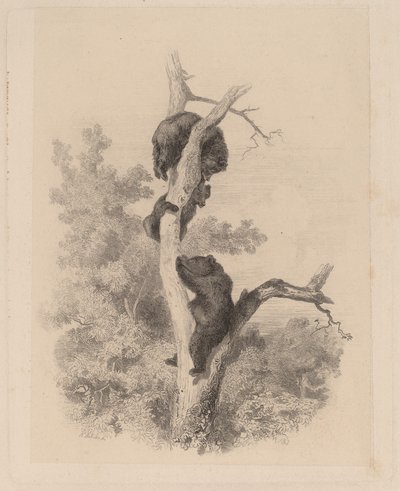 Bjørnene af Karl Bodmer
