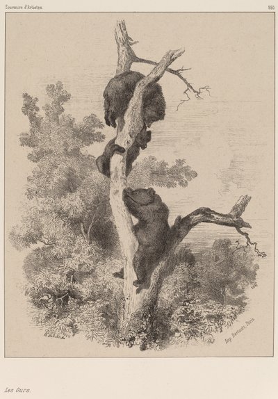 Bjørnene af Karl Bodmer