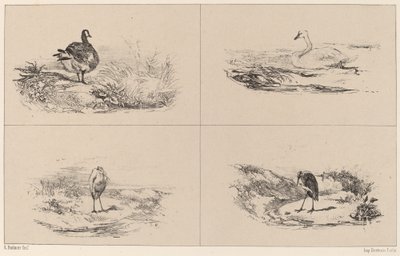 Gæs, svaner, hejrer. af Karl Bodmer