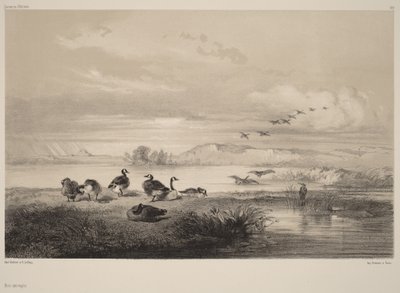 Vildgæs af Karl Bodmer