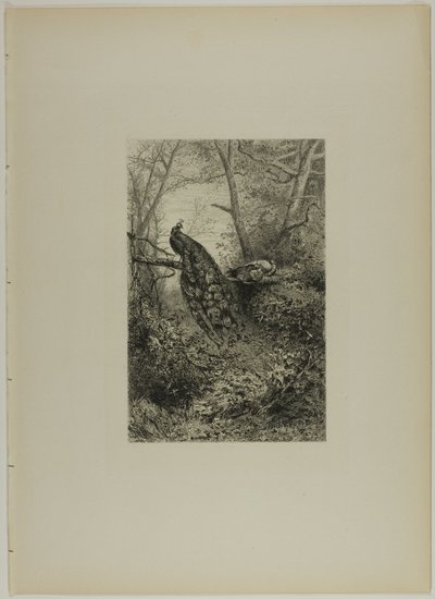 Påfugle på en gren af Karl Bodmer