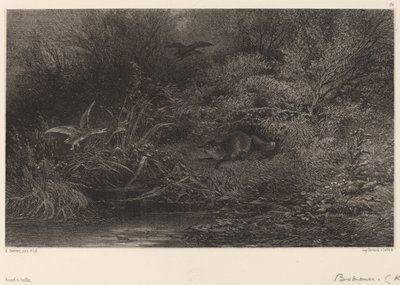 Ræv på jagt. af Karl Bodmer