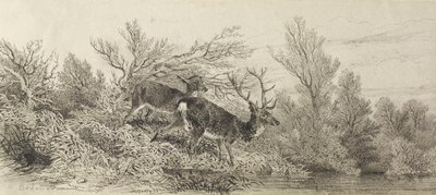 Hjort i skoven af Karl Bodmer