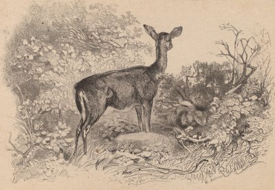 En dåe. af Karl Bodmer