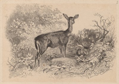 En dåe af Karl Bodmer