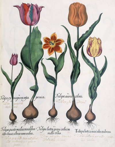 Tulipantyper, 1613 af Karl Christian Wilhelm Baron