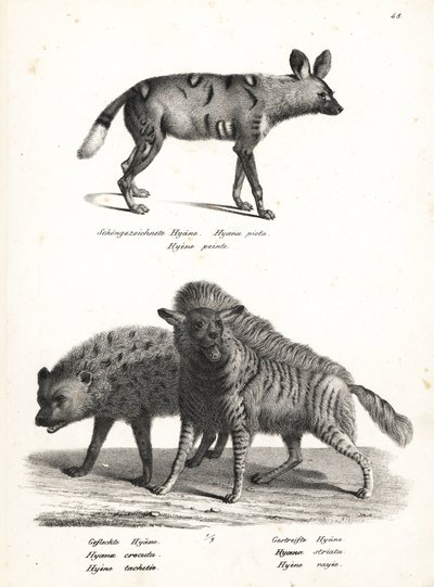 Afrikansk vildhund, Lycaon pictus, truet, plettet hyæne, Crocuta crocuta og stribet hyæne, Hyaena hyaena. Litografi af Karl Joseph Brodtmann fra Heinrich Rudolf Schinz