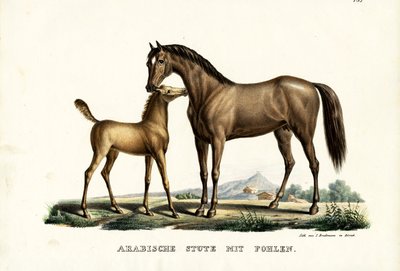 Arabisk hest med høns, 1824 af Karl Joseph Brodtmann