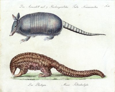 Bæltedyr og pangolin (print) af Karl Joseph Brodtmann