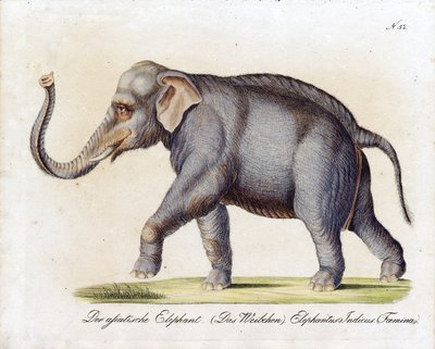 Asiatisk elefant (hun) (print) af Karl Joseph Brodtmann