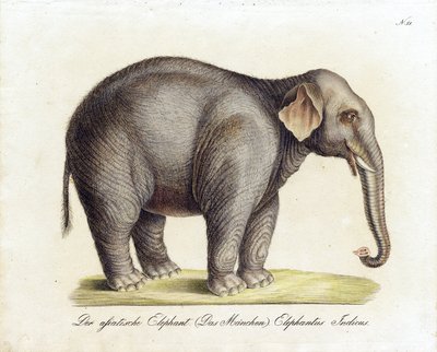 Asiatisk elefant (han) (print) af Karl Joseph Brodtmann