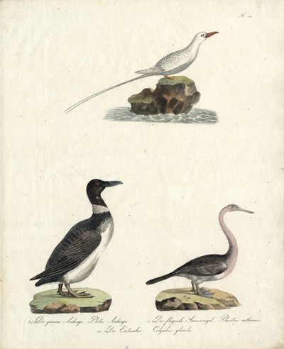 Alkefugl, flyvende solfugl og storlom (print) af Karl Joseph Brodtmann