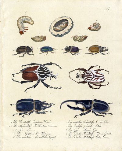 Billesamling med udviklingsstadier (print) af Karl Joseph Brodtmann