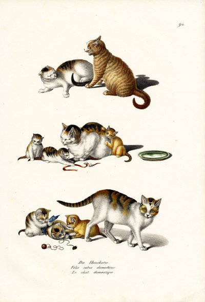 Huskatte, 1824 af Karl Joseph Brodtmann