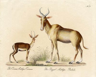 Dorcas Gazelle og Nilgai (print) af Karl Joseph Brodtmann