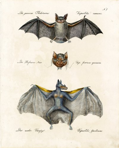Europæiske flagermusarter (print) af Karl Joseph Brodtmann