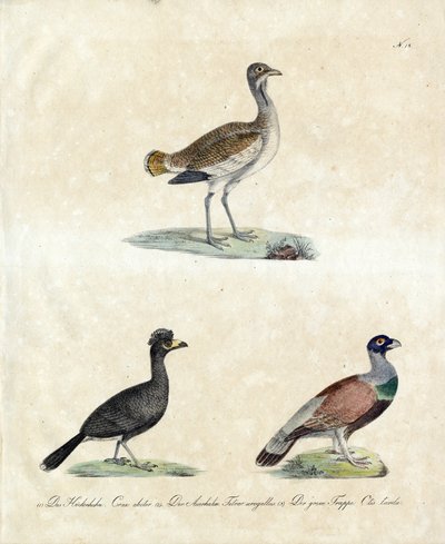 Europæiske vilde fugle (print) af Karl Joseph Brodtmann