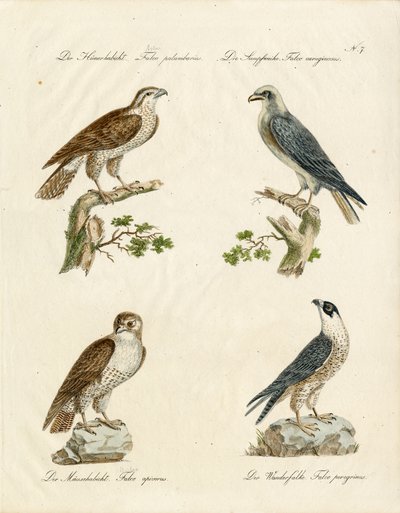 Duehøg og tårnfalk (print) af Karl Joseph Brodtmann
