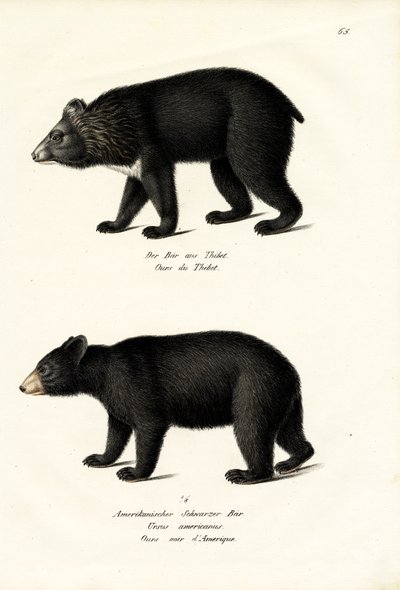 Sortbjørn fra Himalaya, 1824 af Karl Joseph Brodtmann