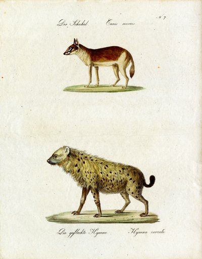 Sjakal og plettet hyæne (print) af Karl Joseph Brodtmann