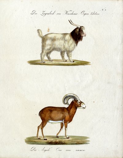 Kashmir-ged og mouflon (print) af Karl Joseph Brodtmann