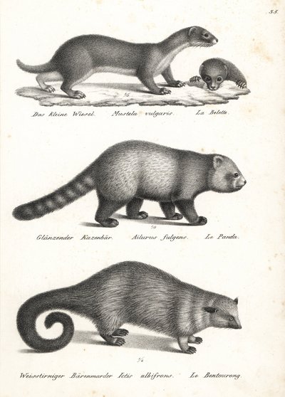 Mindst væsel, Mustela nivalis 1, rød panda, Ailurus fulgens 2, sårbar, og bjørnekat, Arctictis binturong 3, sårbar. Litografi af Karl Joseph Brodtmann fra Heinrich Rudolf Schinz