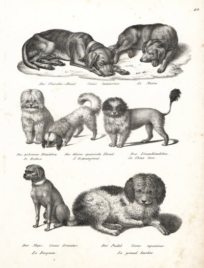 Lurcher eller matin hund, Canis laniarius, Bichon, spansk hund, Chow Chow, Mops hund, Canis fricator og puddel eller vandjagthund, Canis aquaticus. Litografi af Karl Joseph Brodtmann fra Heinrich Rudolf Schinz